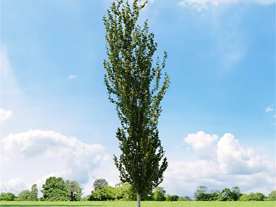 Tall Arbor With Green Leaves Standing In Green Grassland Under Blue Sky And White Clouds 3d model