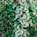 Vibrant Vertical Green Plant Wall Decor With Various Lush Foliage And Trimmed Base
