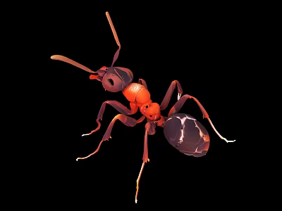 Red And Black Reptile With Long Legs On Black Background Close Up View 3d model