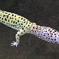 leopard print lizard tiger leopard gecko animal 3d model