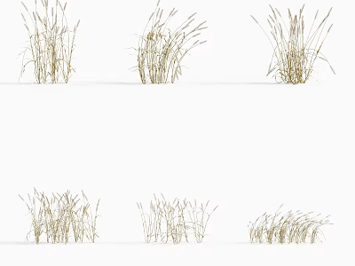 Light Brown Dried Grass Plants In Various Forms Arranged In Two Rows On White Background 3d model