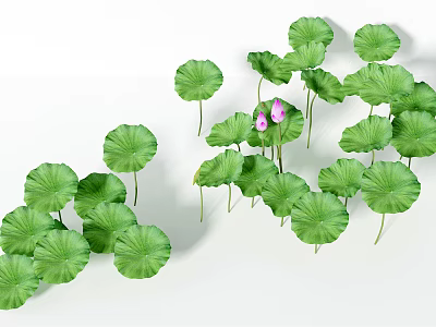 Modern lotus leaf lotus lotus leaf plant combination 3d model Modern lotus leaf lotus lotus leaf plant combination 3d model