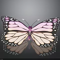 Pink and White Butterfly with Black Spots on Wings Against Dark Background and Surface Reflection