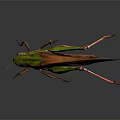 Green Head Brown Wings Red Legs Grasshopper On Smooth Surface With Reflection 3d model