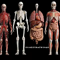Human Anatomy Models Displaying Skeleton Vascular System Internal Organs And Muscular Structures