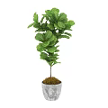 Large Leafy Green Bonsai Potted Plant In Gray Ceramic Pot With Moss