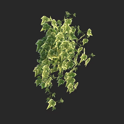 Modern Phnom Penh Ivy Rare Phnom Penh Ivy Golden Boy Wujiaceae 3d model