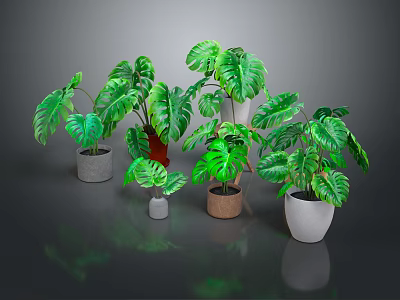 Green Monstera Plants With Large Leaves In Various Colored Potted Containers For Home Decor 3d model