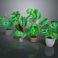 Green Monstera Plants With Large Leaves In Various Colored Potted Containers For Home Decor