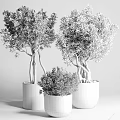 Stylish Bonsai Potted Plants With Tree Like And Shrub Like Growth In Gray Concrete Pots