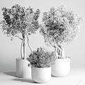 plant potted plant green plant potted plant flowerpot landscape tree leaves bonsai flower tank 3d model