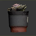 Small Succulent Plant in Gray Black Pot with Red Base and Label