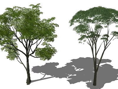 Tall Trees With Lush Green Foliage And Extended Branches Casting Shadows 3d model