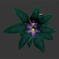 Potted Indoor Plant With Purple Flower And Green Leaves Featuring Purple Stripes