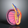 3D Inner Ear Anatomical Medical Device Model with Structural Details for Medical Education