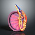 Kidney Anatomy Kidney Organ Human Organ Human Organ Human Body Tissue Human Body Structure 3d model