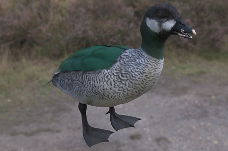 Modern Green Cotton Mallard Animal Creatures 3d model