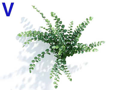 Fresh Decorative Eucalyptus Plant With Round Green Leaves And Lush Foliage 3d model