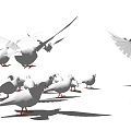 Modern Pigeon Pigeon White Dove 3d model