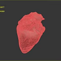Medical Device Human Heart Model With Detailed Anatomical Structure For Education