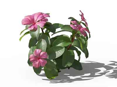 Vibrant Pink Flowers With Lush Green Leaves In Garden Plant Arrangement 3d model