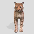 Wild Lynx With Spotted Fur And Tufted Ears In Standing Position