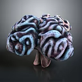 3D Rendered Human Brain Model Medical Device for Neuroscience Research and Anatomy Education
