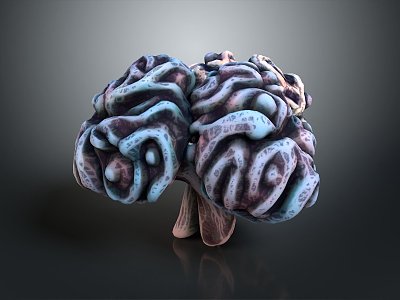 Human Brain Human Brain Structure Head Planer Face Human Head Planer Face Human Brain Planer Face Structure 3d model