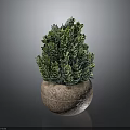 Green Potted Plant with Lush Foliage in Brown Stone Pot on Dark Background