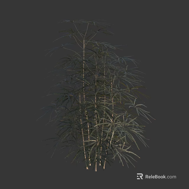 Decorative Arbor With Slender Trunks And Feathery Green Leaves For Garden 3d model 