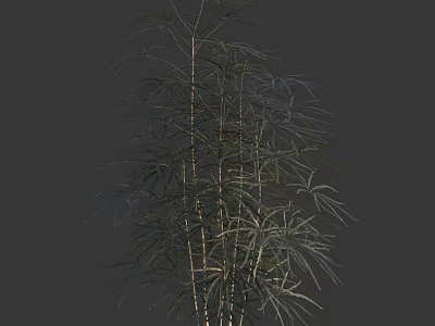 Decorative Arbor With Slender Trunks And Feathery Green Leaves For Garden 3d model