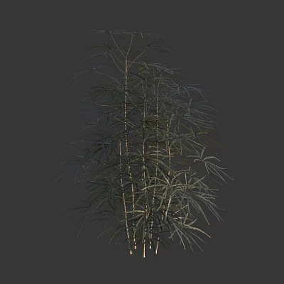 Decorative Arbor With Slender Trunks And Feathery Green Leaves For Garden 3d model