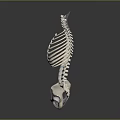 3D Human Skeleton Anatomical Model Featuring Pelvic Bone Spinal Column And Rib Cage 3d model