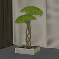 Bonsai Tree with Twisted Trunk Lush Green Leaves in White Square Decorative Pot
