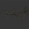 Dry Tree With Curved Trunk And Leafless Branches On White Background