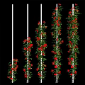 Vibrant Climbing Flowers With Green Vines On White Poles For Vertical Garden Decoration