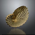 Light Colored Nautilus Shell With Intricate Spiral Texture And Smooth Surface