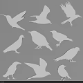 White Silhouettes of Various Flying Animals Showcasing Different Bird Species on Dark Background
