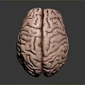 Realistic Human Brain 3D Model With Detailed Anatomical Surface Features