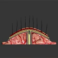 Skin Structure Anatomical Model Medical Device with Epidermis Dermis and Hair Follicles
