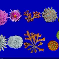 Colorful Coral Polyps In Various Shapes And Bright Colors In Marine Habitat