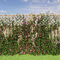 Climbing Vines With Pink Flowers And Green Leaves On Wooden Lattice Fence