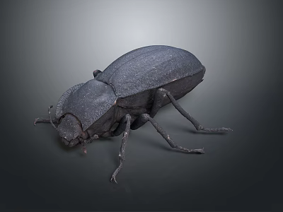 Dark Colored Beetle With Hard Carapace And Long Legs On Gray Background 3d model