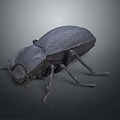 Dark Colored Beetle With Hard Carapace And Long Legs On Gray Background 3d model