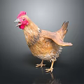 Realistic 3D Model Of Brown Chicken With Red Comb And Spread Wings