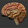 Animal Brain Anatomical Model with Red Yellow Textures and Detailed Structure 3d model