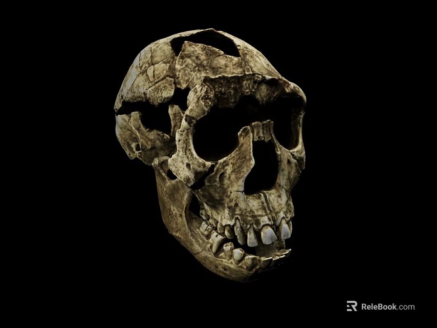 Medical Device Anatomical Skull Model For Medical Education And Research Purposes 3d model 