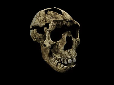 Medical Device Anatomical Skull Model For Medical Education And Research Purposes 3d model
