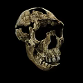 Medical Device Anatomical Skull Model For Medical Education And Research Purposes
