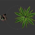 Tall Palm Tree With Green Leaves And Small Red Green Succulent Plant